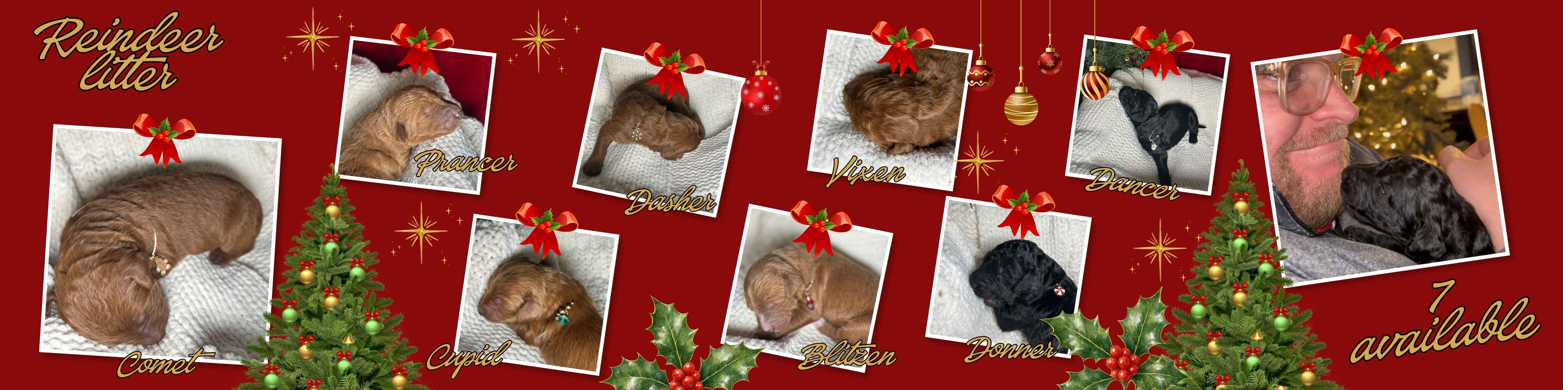Holiday collage featuring the eight Reindeer Litter puppies